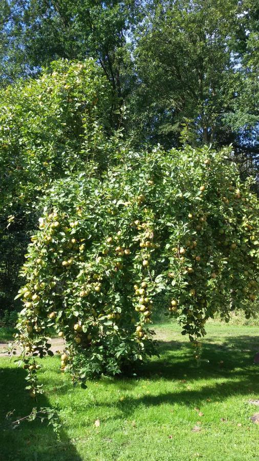 Wohnung Am Wald Witzeeze Bagian luar foto